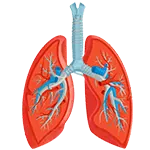 Lungs